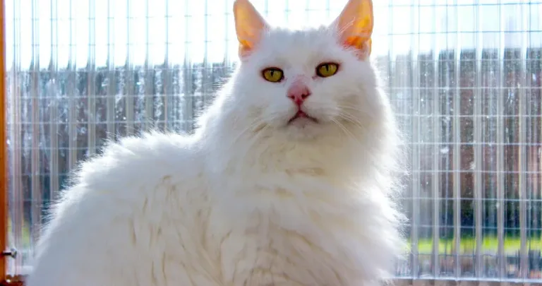 White fluffy cat