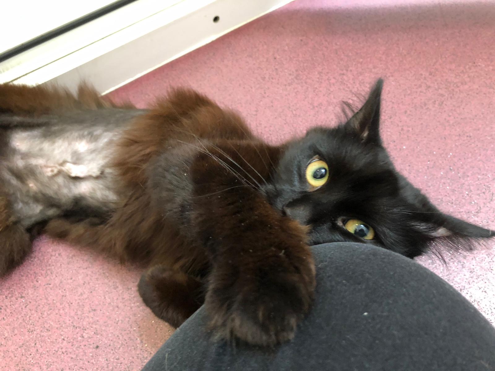 Fred the cat