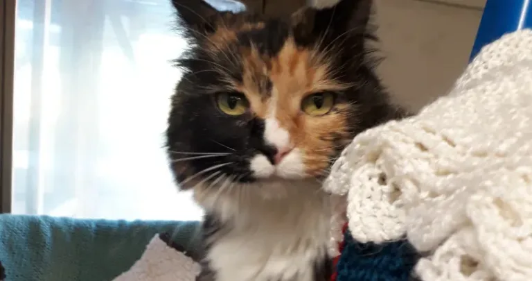 Ginger, white and black cat