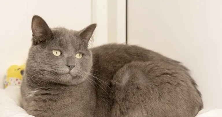 Grey cat curled on a chair