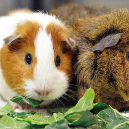 What Can Guinea Pigs Not Eat | Poisonous Food & Plants - Woodgreen Pets ...