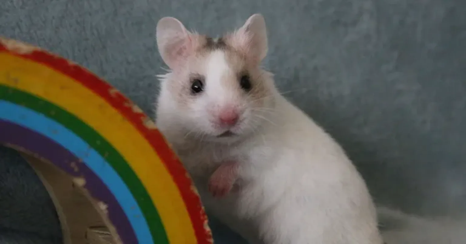 Hamster and a rainbow