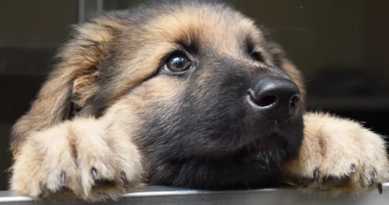 Gendry the German shepherd