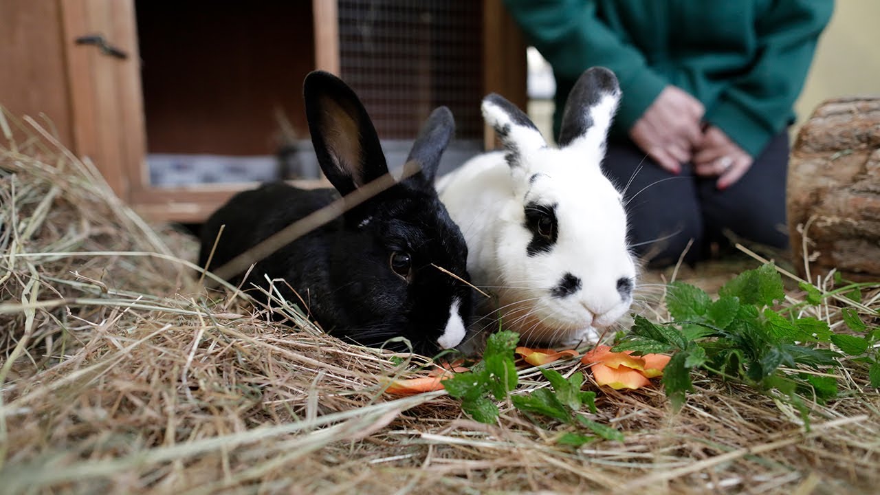 How many rabbits should you keep? Woodgreen Pets Charity