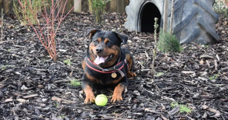 A little black dog outside with a ball