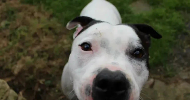 Close up image of a black and white dog