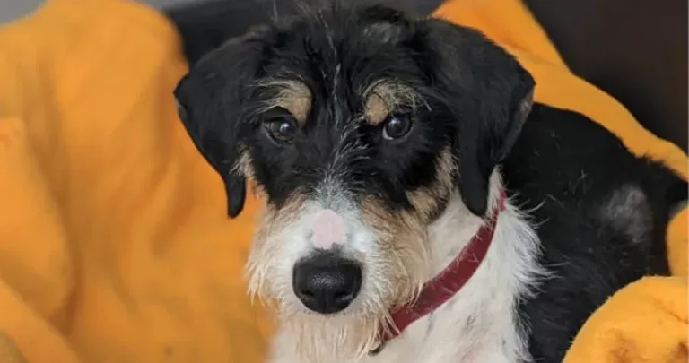 Terrier dog in an orange blanket