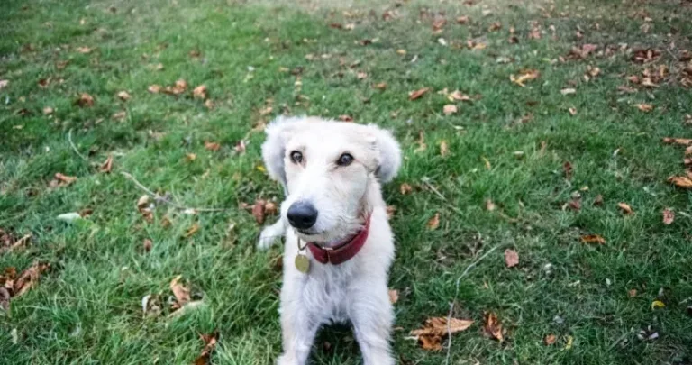 Little white dog sitting on the grass