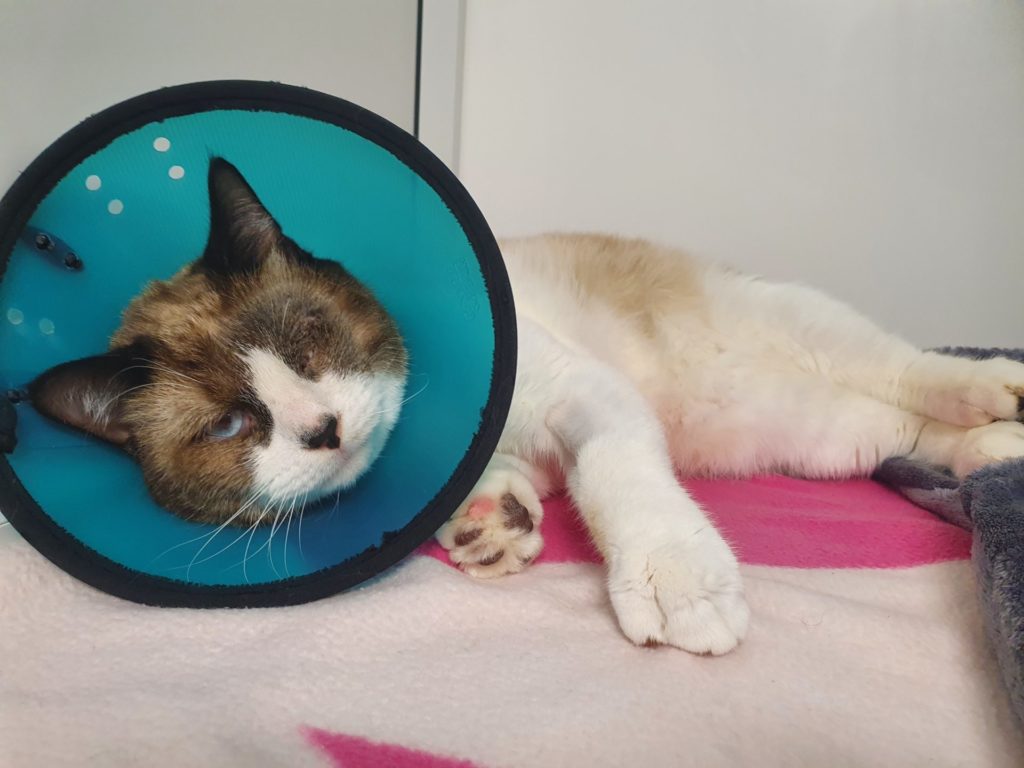 Mabel the cat recovering at the vet
