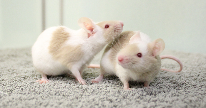 Two mice playing