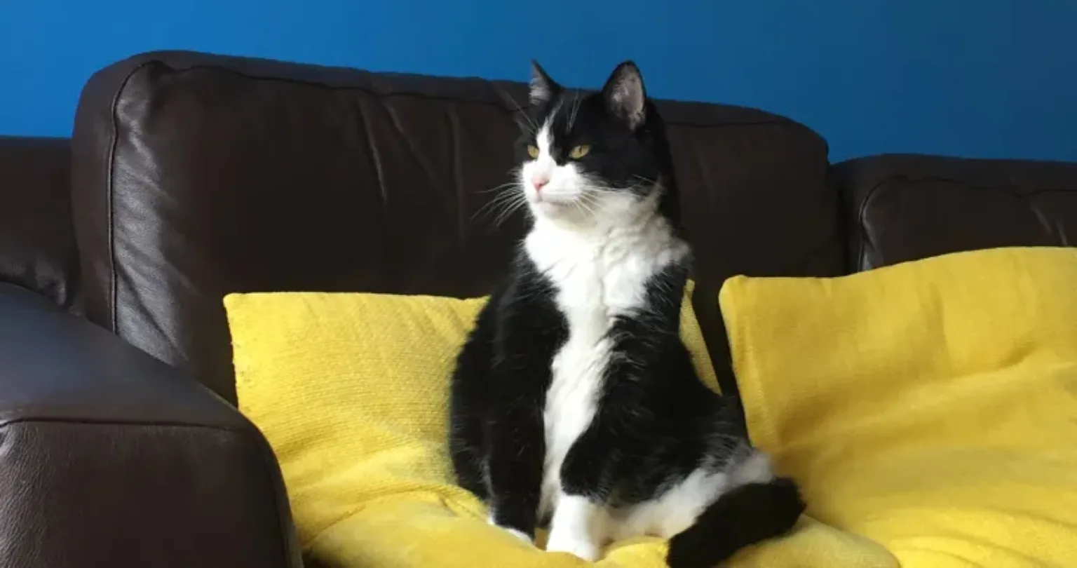 Misty the black and white cat