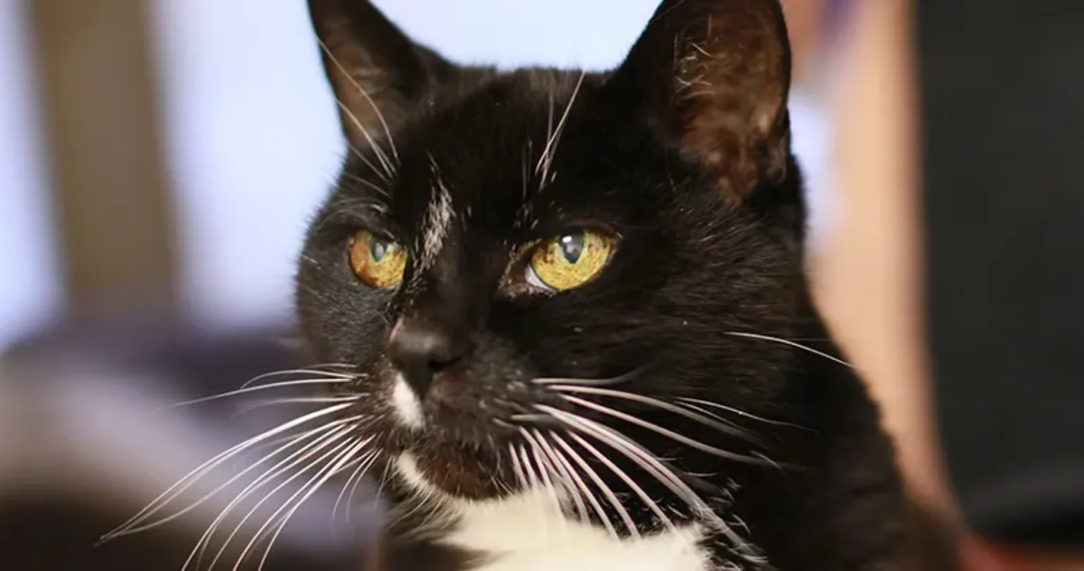 An older and wiser black cat