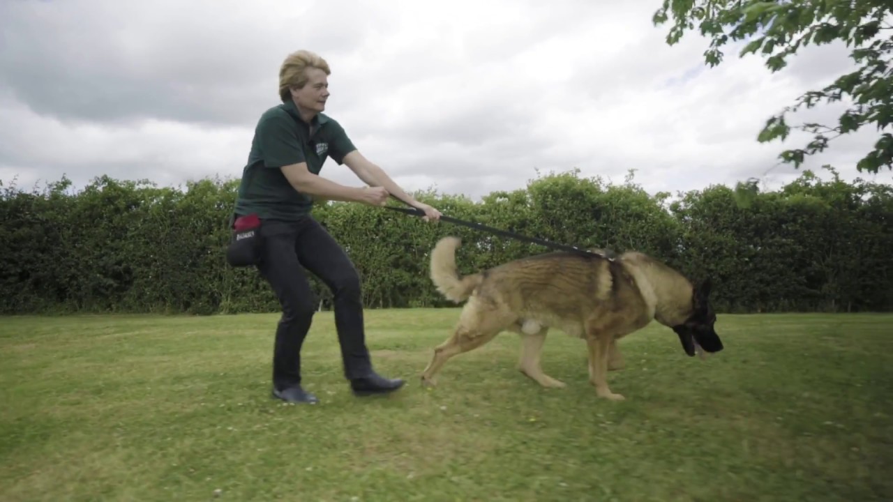 How to stop your dog pulling on the lead Woodgreen Pets Charity