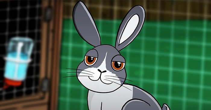 Rabbit animations promo