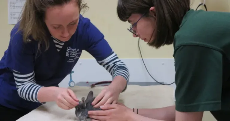 Rabbit at the vet being treated
