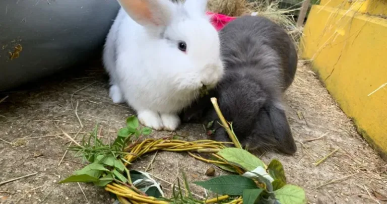 Rabbits with their christmas wreath