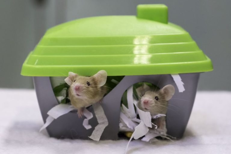 Two beige mice popping their heads out of a green-topped mouse home, with shredded paper poking out around them