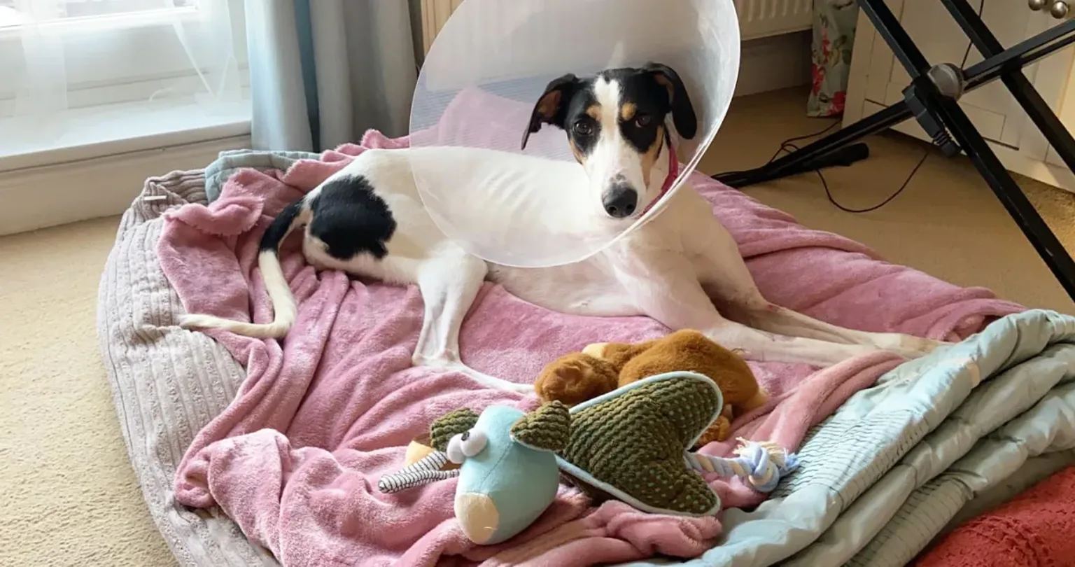 Sonia getting well