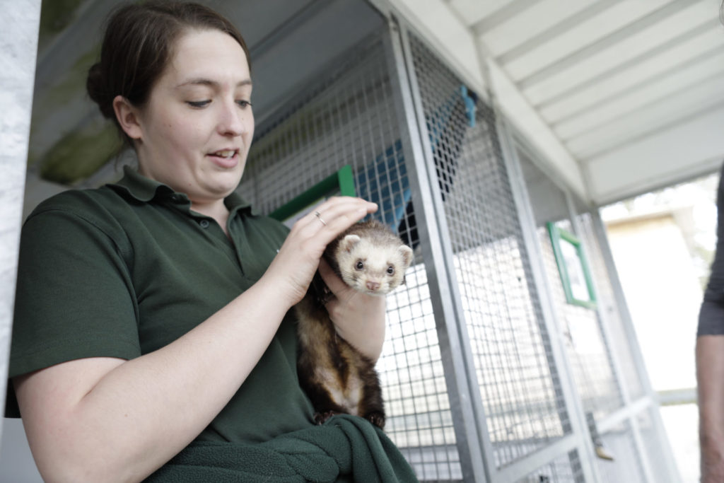 Staff member with a ferret
