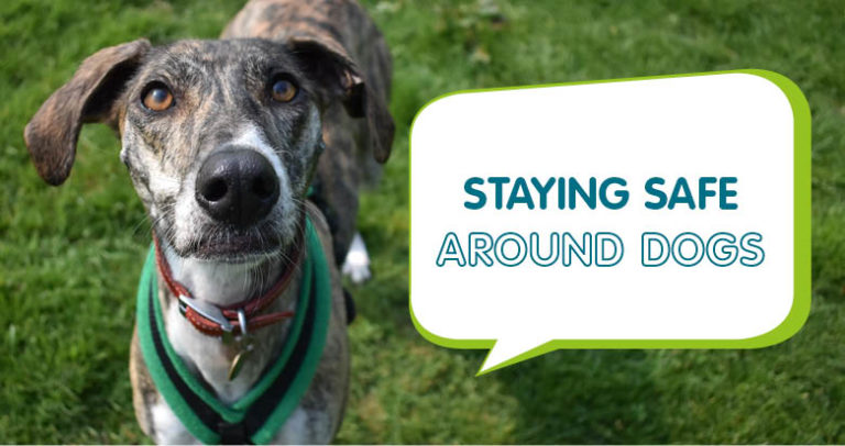 Staying safe around dogs