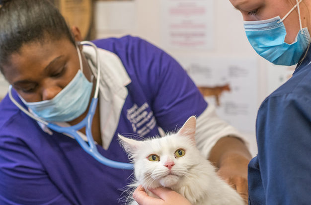 Vet with a white cat