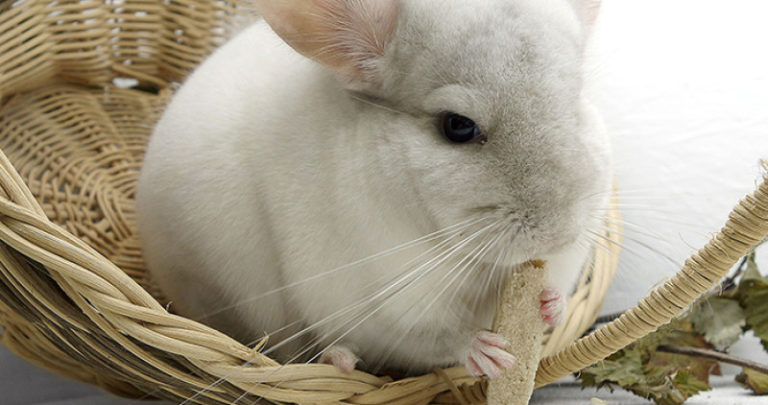 A white chinchilla