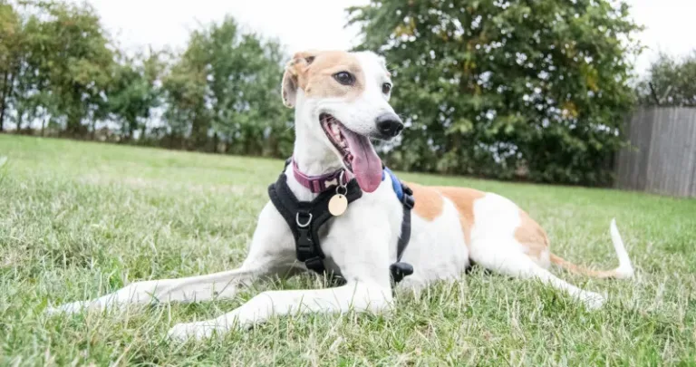 A white dog sitting on the lawn
