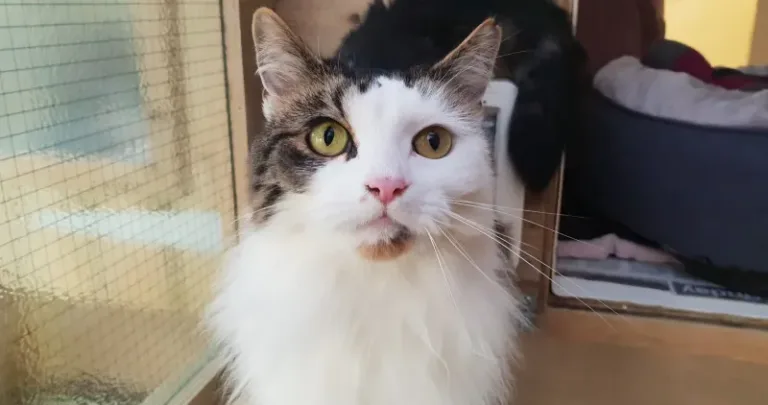 White tabby cat sitting by a window