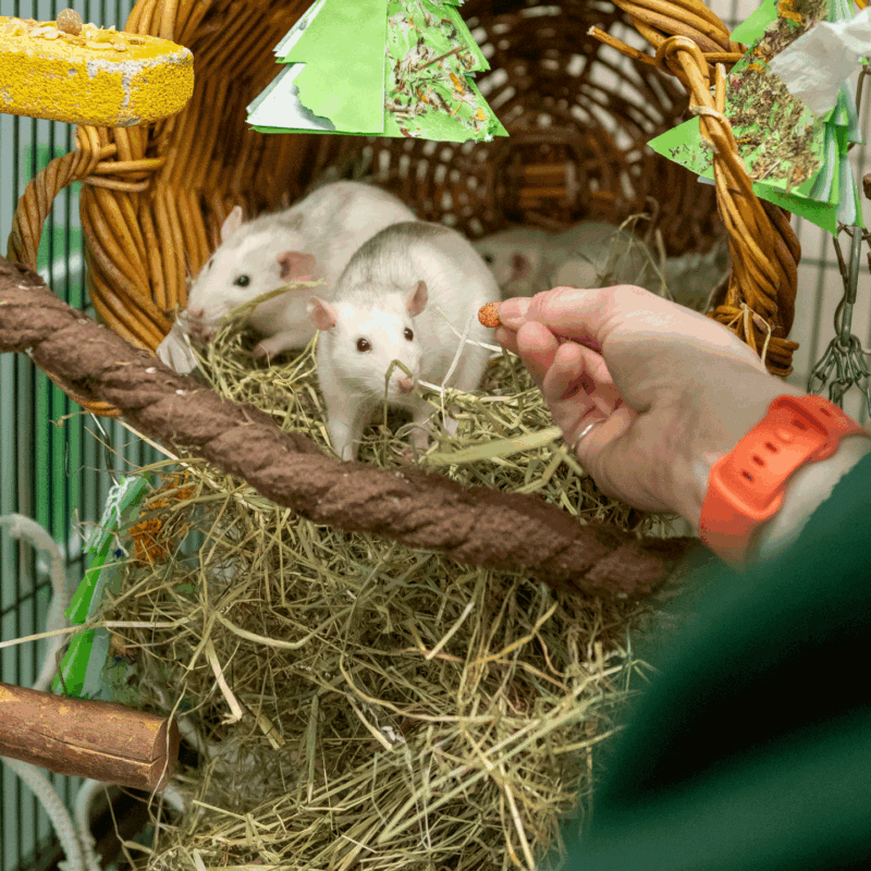 Help and advice for owners of pet Rats | Woodgreen Pets Charity