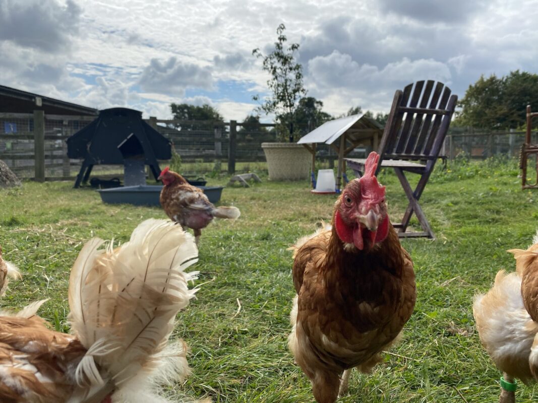 Several chickens roam on green grass in a fenced outdoor area, with chairs, a small shelter, and a cloudy sky in the background. One brown chicken is close to the camera, facing forward.