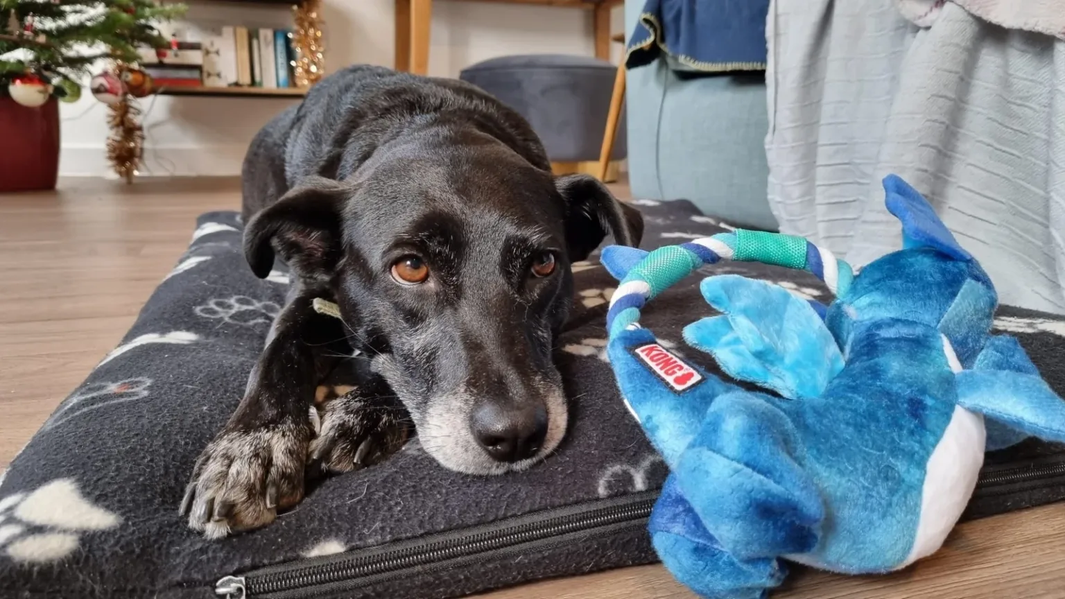 Oreo the dog - Woodgreen