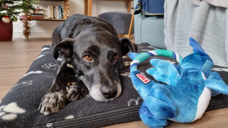 Oreo the dog - Woodgreen