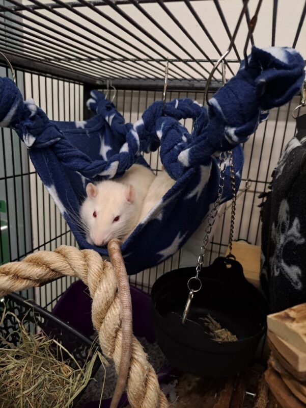 A white rat with pink eyes rests in a blue rat hammock with white stars inside a cage. A thick rope, black food bowl, hay, and other cage accessories are also visible.
