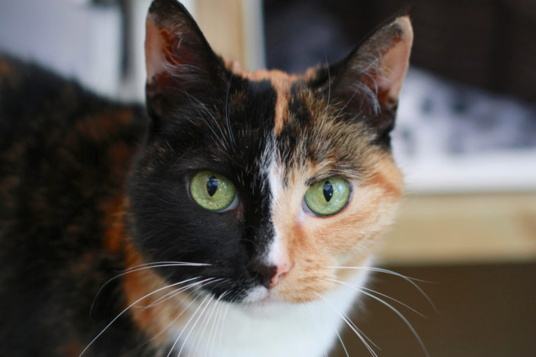 Blodwyn the cat