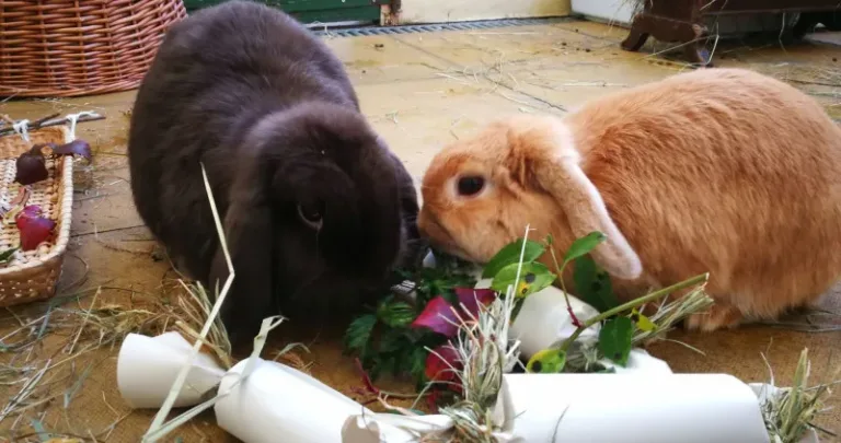 A black and brown rabbit