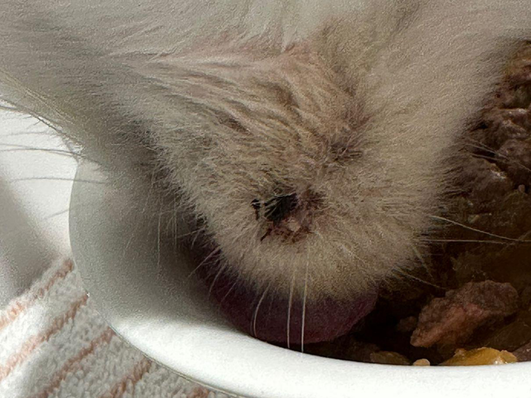 Close-up of a cat’s chin showing cat acne while eating from a bowl.