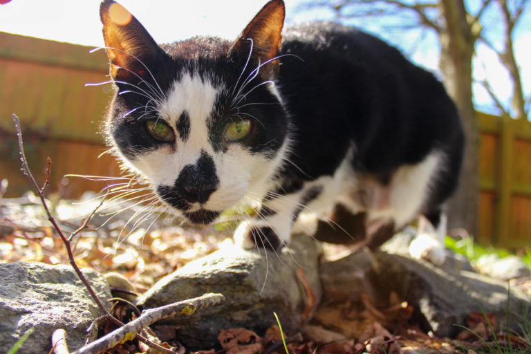 A cat exploring the outdoors