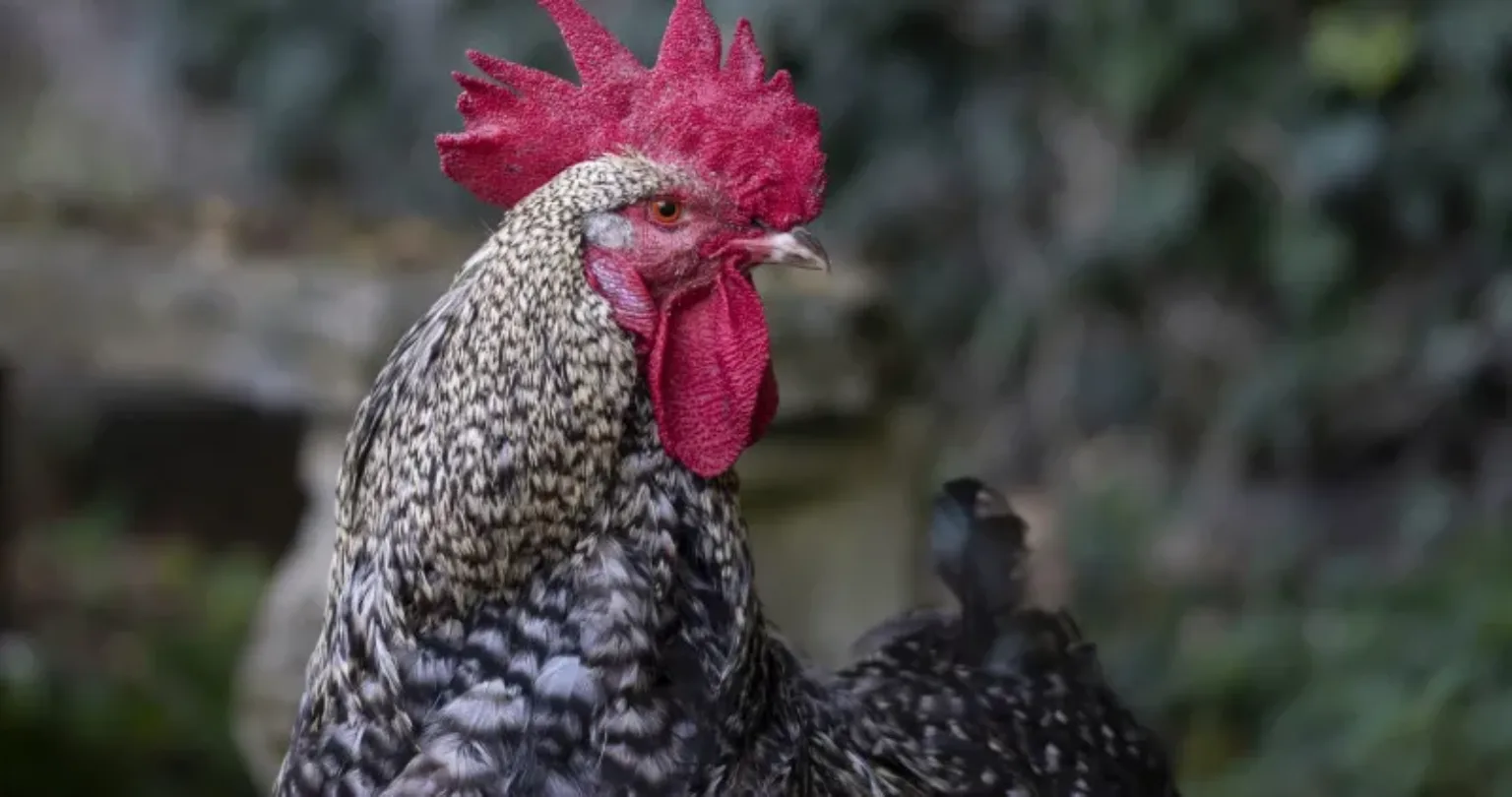 Owning a pet cockerel