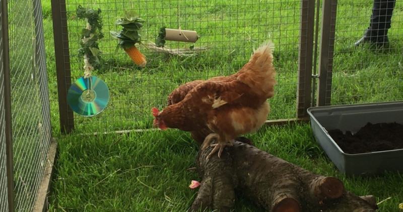 A chicken outside in her hutch