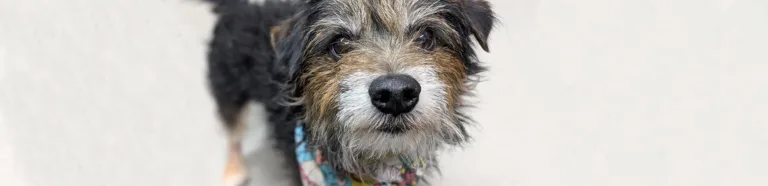 A black, tan and grey dog looking up