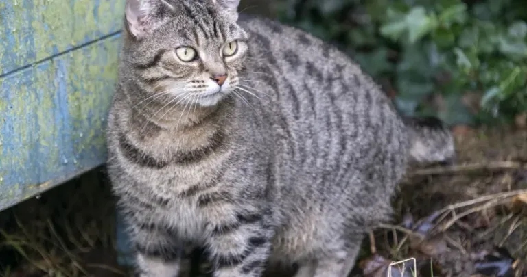 A grey cat exploring