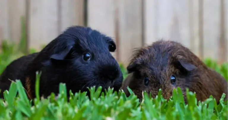 Two guinea pigs in the long grass