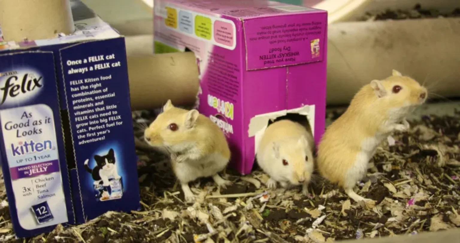 Hamsters playing