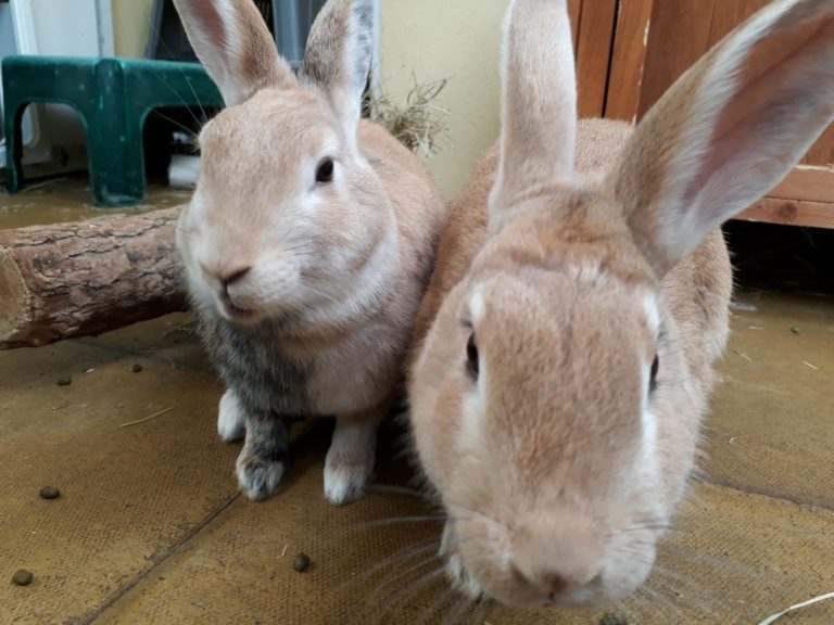 Pineapple and blueberry - two rabbits