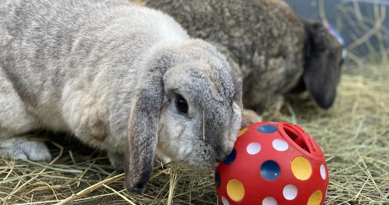 Rabbit