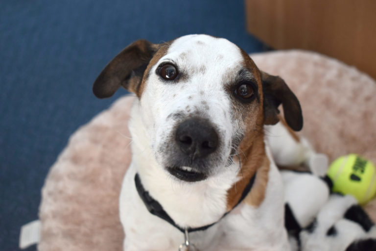 Photo of a tan and white adolescent dog