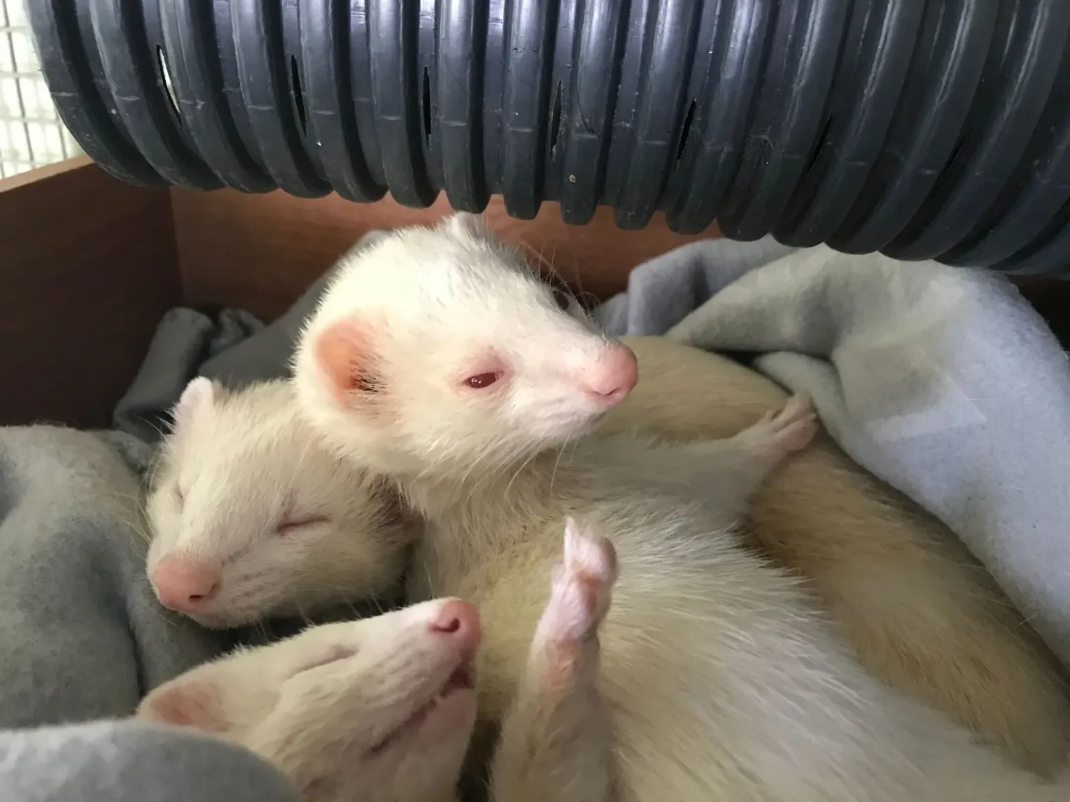 Three baby ferrets huddled together