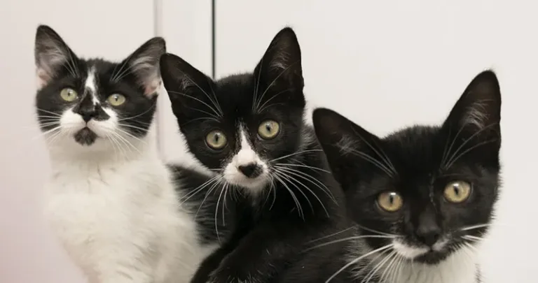 Three black and white kittens