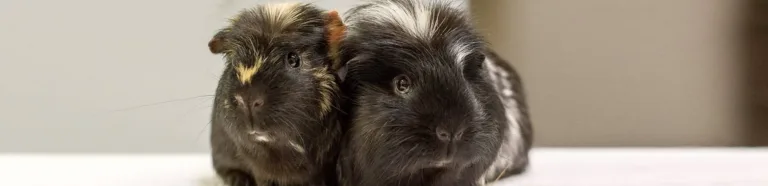 Two guinea pigs next to each other
