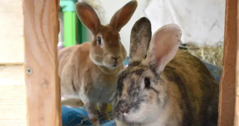 Two brown rabbits